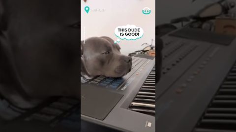 Piano Is This Dogs Favourite || ViralHog