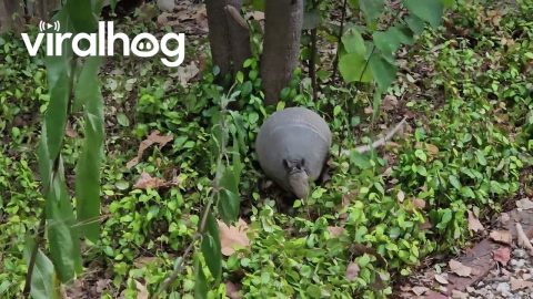 Armadillo Gathers Leaves || ViralHog