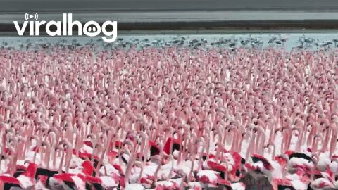 A Flamboyance of Flamingos Gather in Kazakhstan || ViralHog