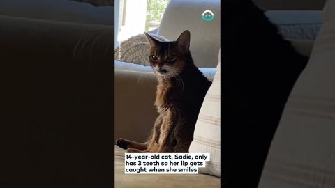 Adorable Cat Sneers in Your Direction || ViralHog