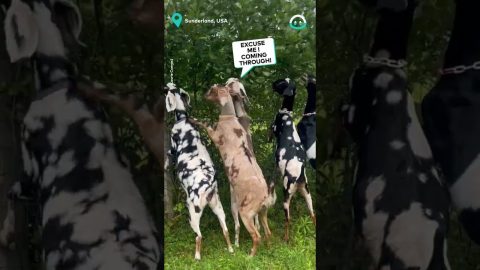 Group of Goats at Feeding Time || ViralHog