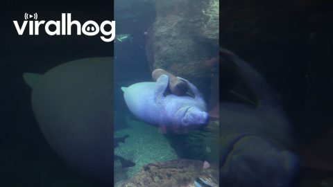 Manatee Has an Emotional Support Log || ViralHog