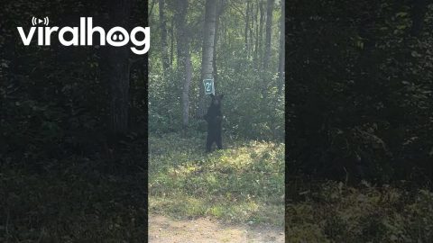 Bear Scratches His Back on a Road Sign || ViralHog