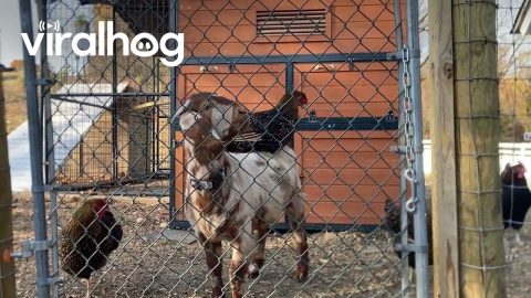 Chicken Sits On Goat Friend || ViralHog