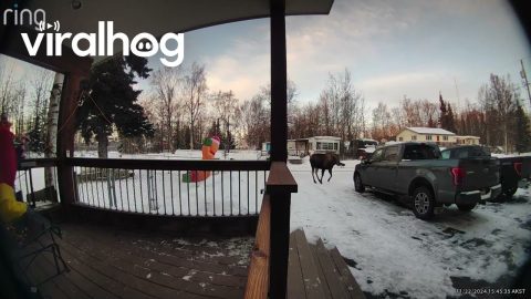 Moose Charges Loose Dogs || ViralHog
