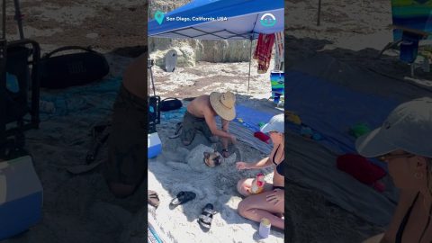 Pug transforms into Sand Statue || ViralHog