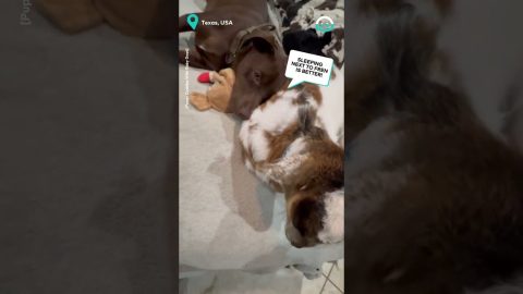Adorable Dog and Goat Cuddle || ViralHog