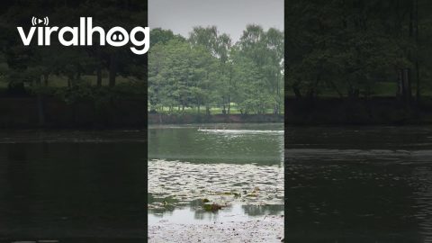 Deer Swim Across Lake || ViralHog