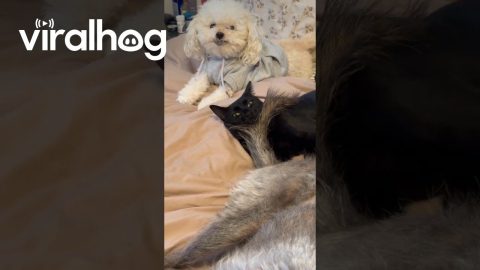 Stoic Cat Endures Dog Tail || ViralHog