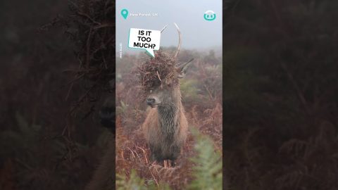 Young Red Deer Tries New Look || ViralHog