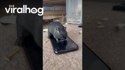 Mongolian Gerbil Writes His Christmas List || ViralHog