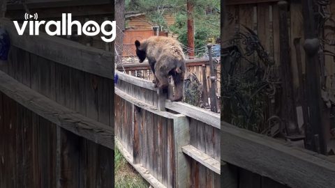 Bear Walks on Backyard Fence || ViralHog