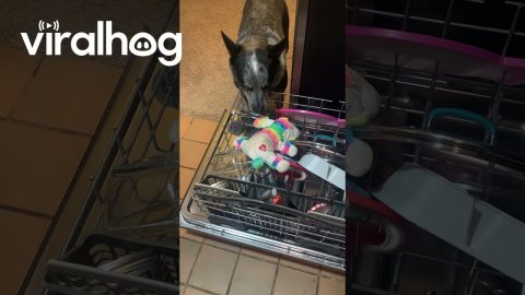 Puppy Wants Her Favorite Toy Cleaned || ViralHog