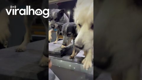 Pickup Comes With a Puppy Security System || ViralHog