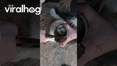 Cat's Head Removed From Tin Can || ViralHog
