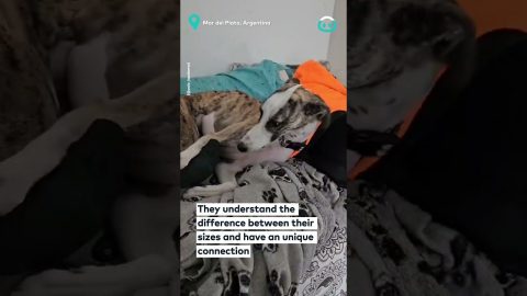 Dog And Pigeon Besties || ViralHog