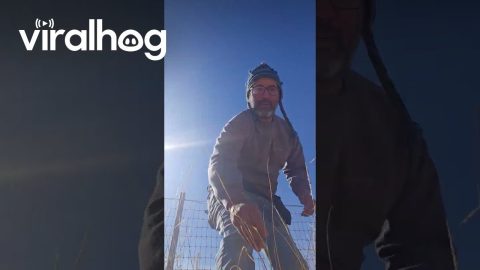 Deer Rescued After Being Trapped in Fence for Days || ViralHog