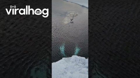 Bowhead Whale Spotted Up Close || ViralHog