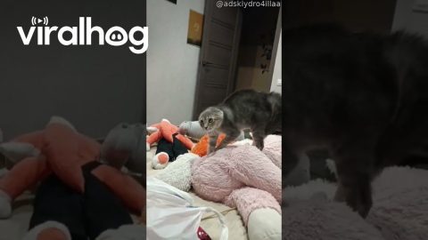 Cat Scared of Fox Ears || ViralHog