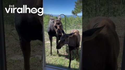 Moose and Calf Visit Airbnb || ViralHog
