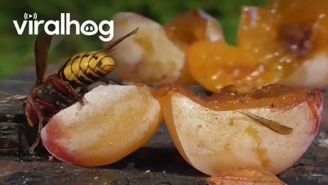 Hornets Prey on Wasps in Slow Motion || ViralHog