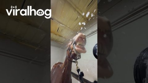 Horse is Highly Entertained by Water Hose || ViralHog