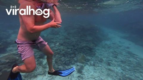 Angry Fish Charges at Snorkeler || ViralHog