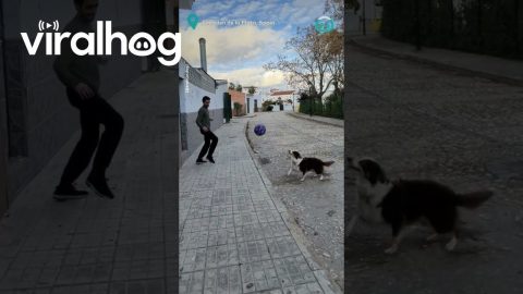 Keepie Uppies With Dog || ViralHog