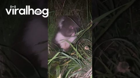 Injured Baby Koala Kindly Nudged Off Road || ViralHog