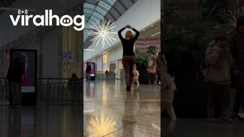 Shopping Mall Dance Dog Training || ViralHog