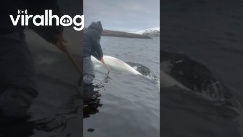 Inuk Person Helps a Wild Beluga Whale Stuck in Shallow Water || ViralHog
