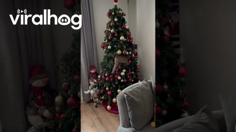 Cat Named Freddie Mercury Climbs Christmas Tree || ViralHog