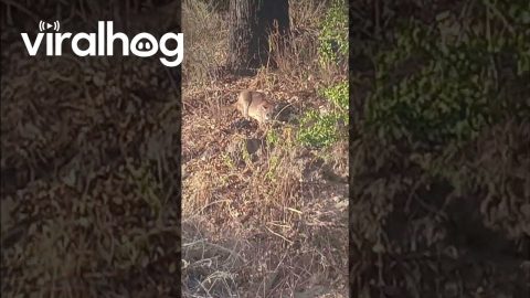 Man Yells At Mountain Lion To Go Home || ViralHog