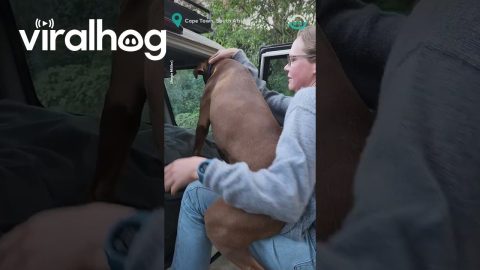 Donut Dog Hates Goodbyes || ViralHog