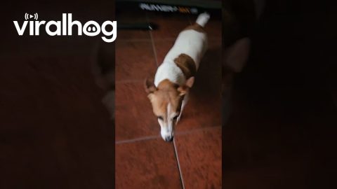 Jack Russell Juana Loves Treadmill || ViralHog