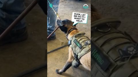 Dog Gets in Trouble At Work || ViralHog