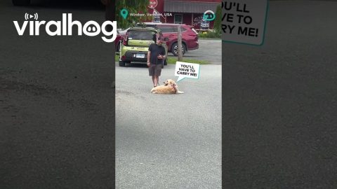 Stubborn Golden Retriever Doesn't Want To Leave || ViralHog