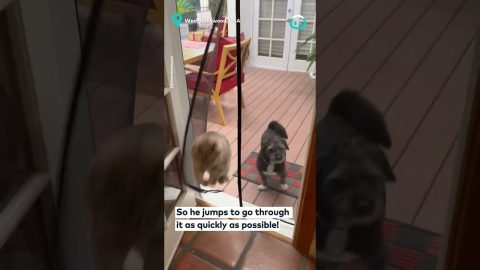 This Cat Is All About The Dramatic Entrance || ViralHog