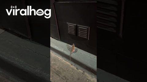 Rat Tries to Find Find Way Into Restaurant || ViralHog