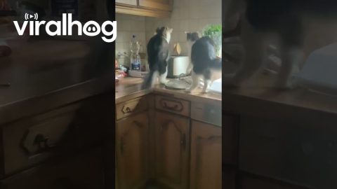 Popped Toast Startles Cat Backward Off Counter || ViralHog