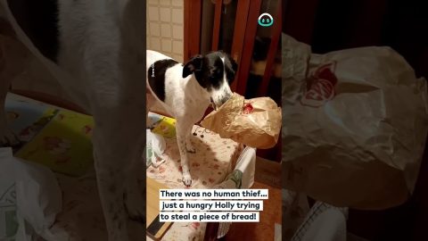 Pup Gets Caught Red-Pawed on Counter || ViralHog
