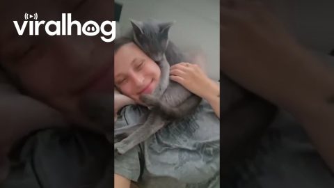 Cuddly Kitten's Headlock of Love || ViralHog