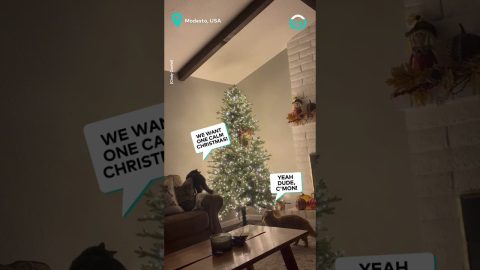 Orange Cat Climbs Christmas Tree || ViralHog
