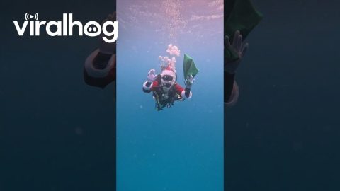Santa Goes Diving || ViralHog