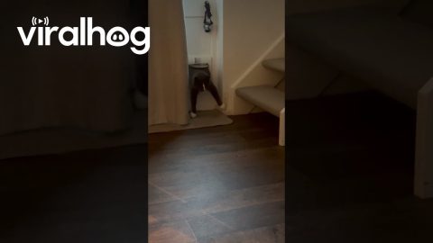 Fat Cat, Small Door || ViralHog