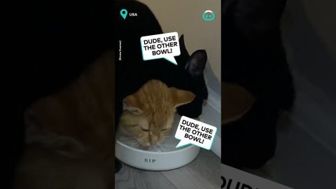 Sharing Is Caring For These Kitties || ViralHog