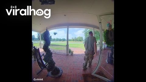 Delivery Driver Surprised By Double English Bulldogs || ViralHog
