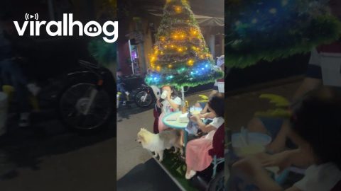 Mobile Christmas Tea Party || ViralHog