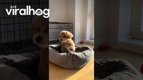 Puppy Digs At Bed And Barks At Nothing || ViralHog