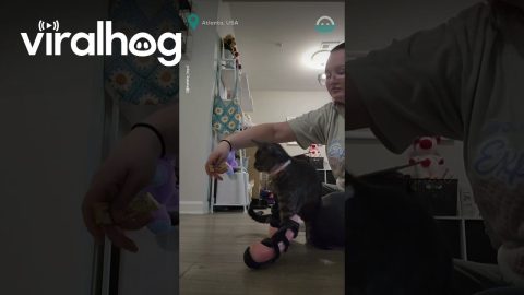 Kitten Tests out Leg Brace || ViralHog